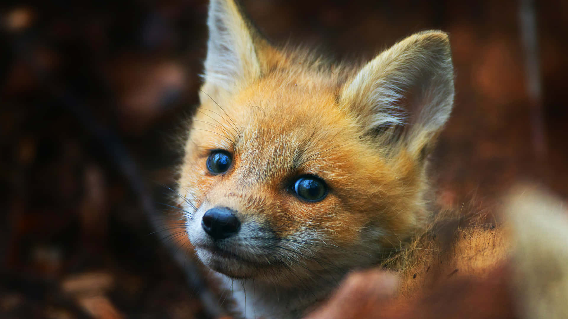 A Fox Cub Is Looking At The Camera Wallpaper