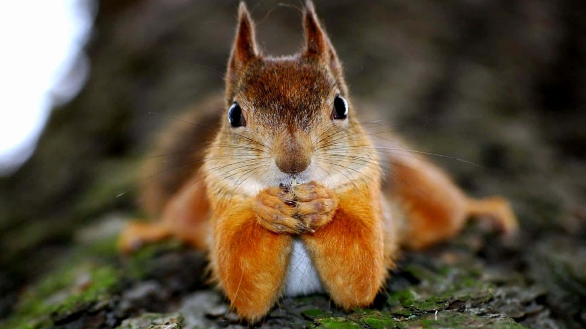 A Squirrel Is Sitting On A Tree Trunk Wallpaper