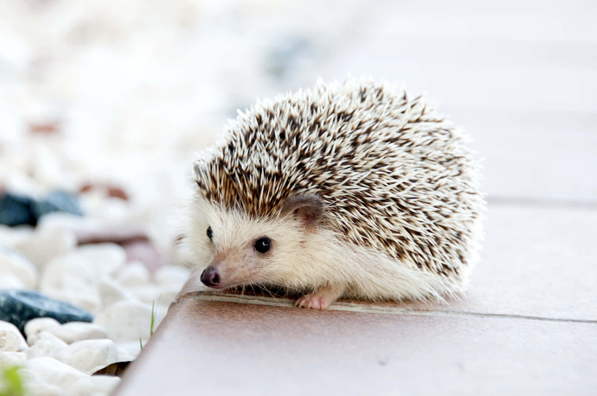 A Small Hedgehog Walking On A Path Wallpaper