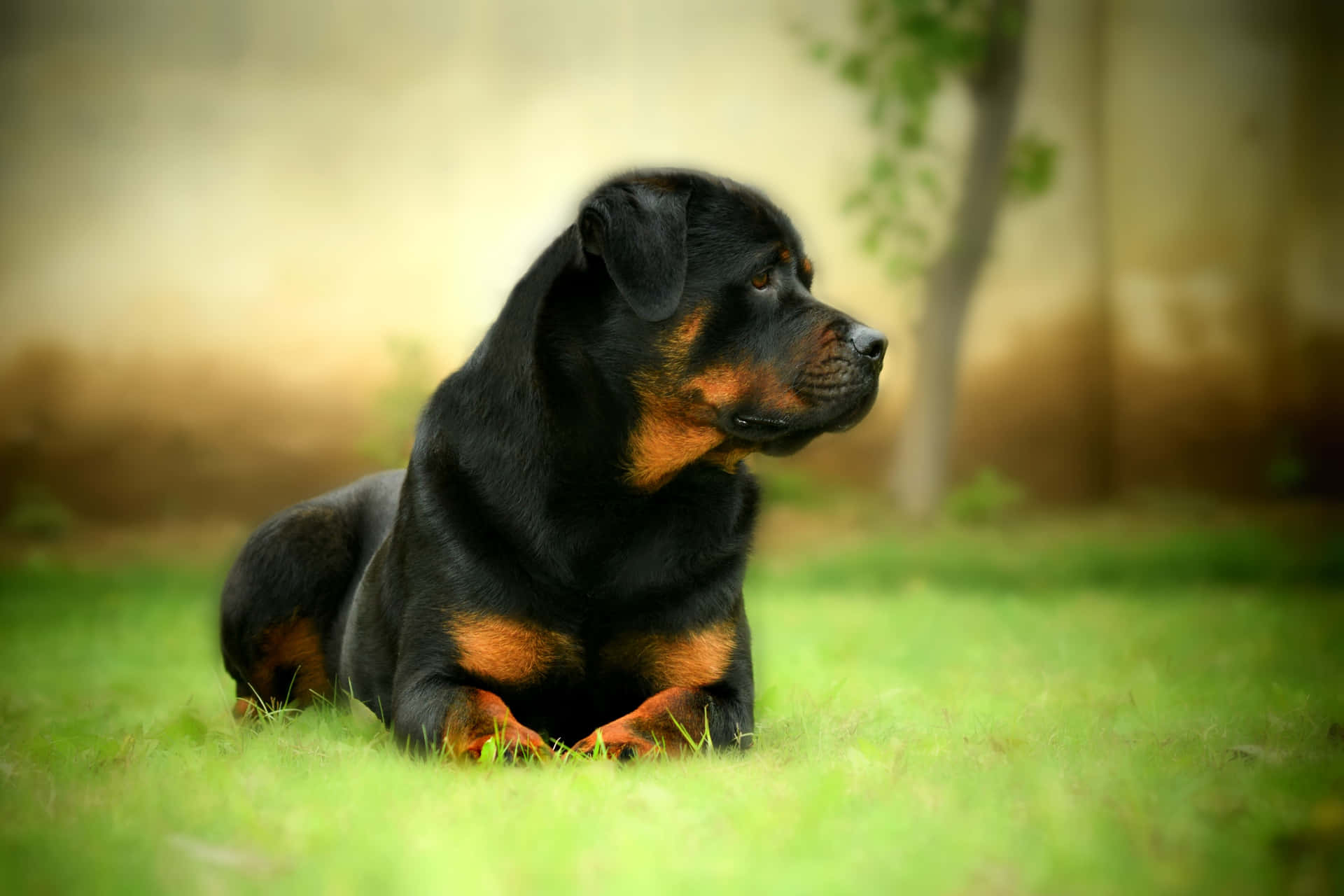 A Rottweiler Dog Is Laying On The Grass Wallpaper