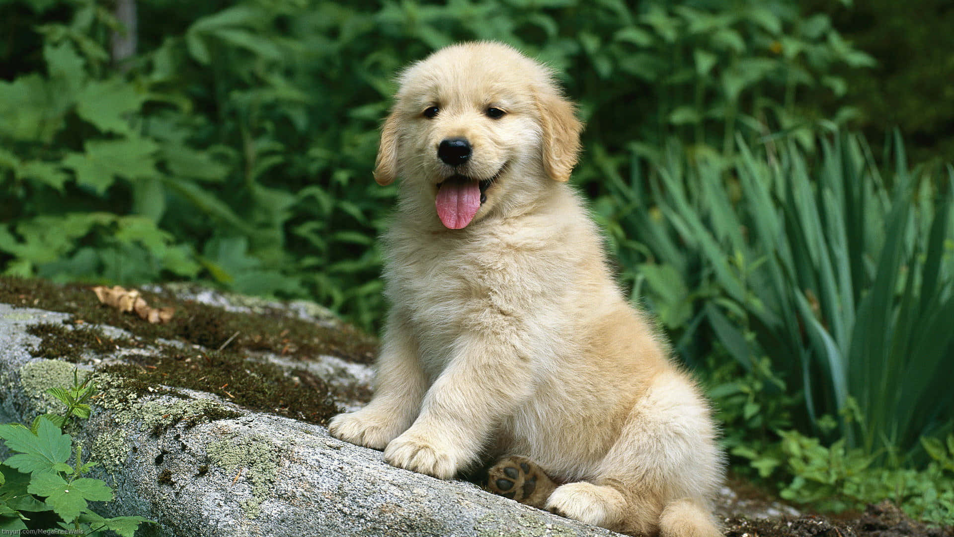 Golden Retriever Puppy Sitting On A Rock Wallpaper