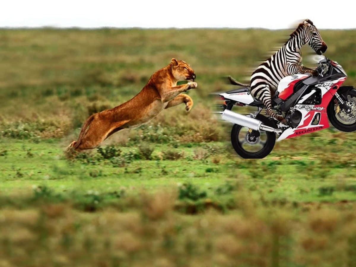 Really Funny Tiger Chasing Zebra Picture