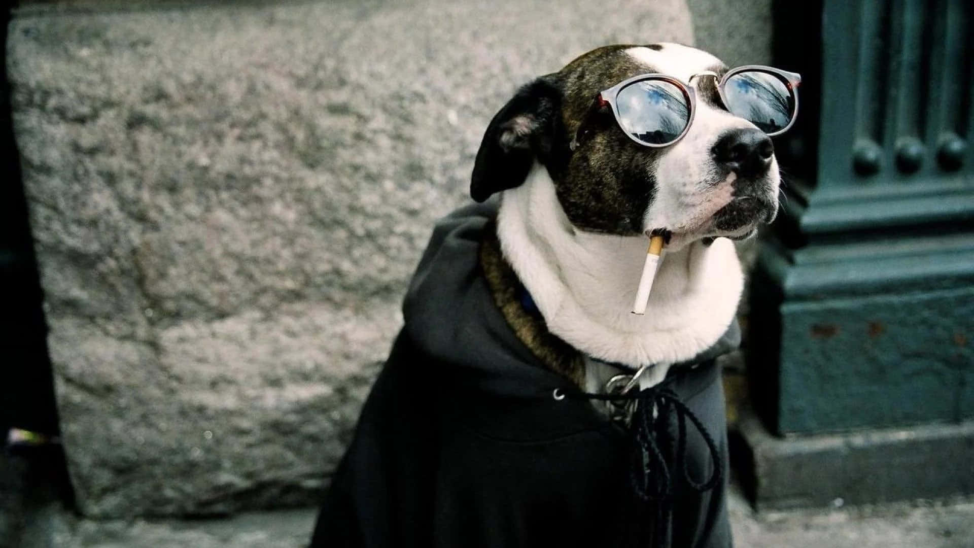 Wirklichlustiges Hundefoto Mit Sonnenbrille