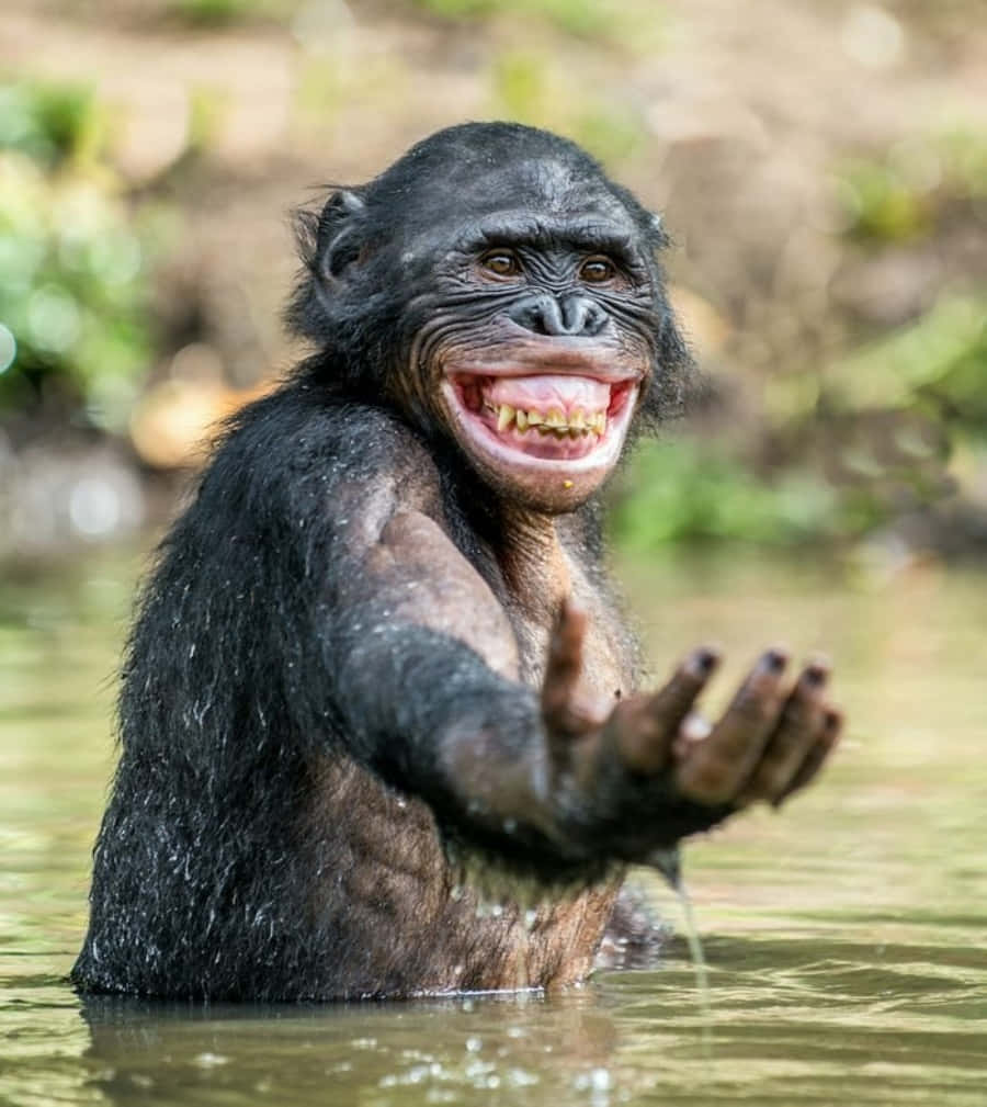 Really Funny Monkey On Lake Picture