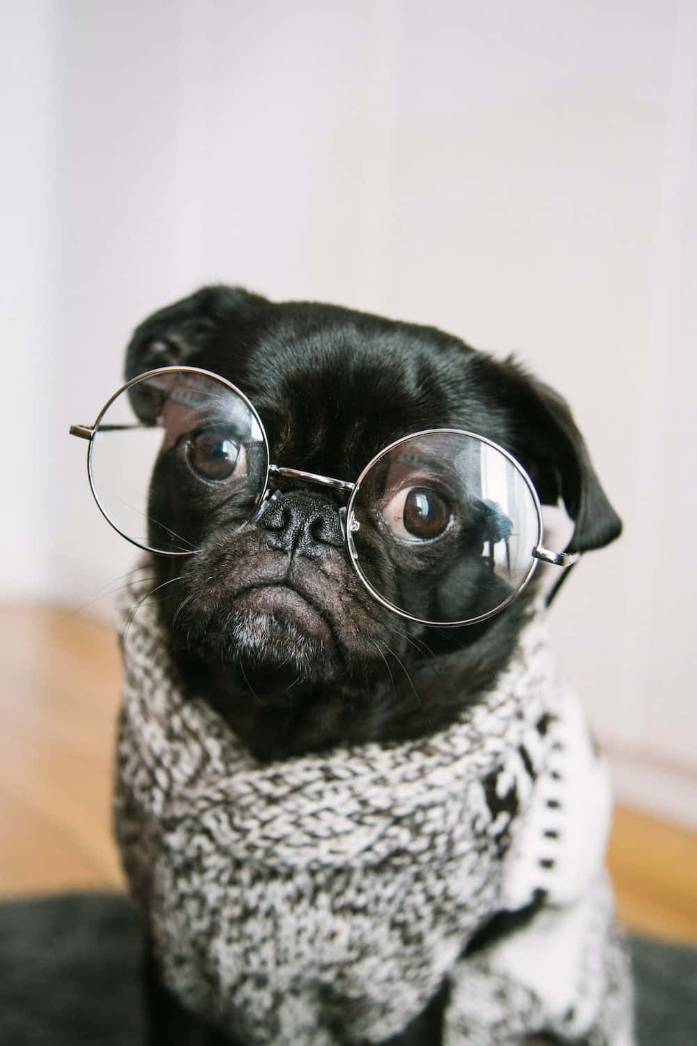 Really Funny Bulldog With Glasses Picture