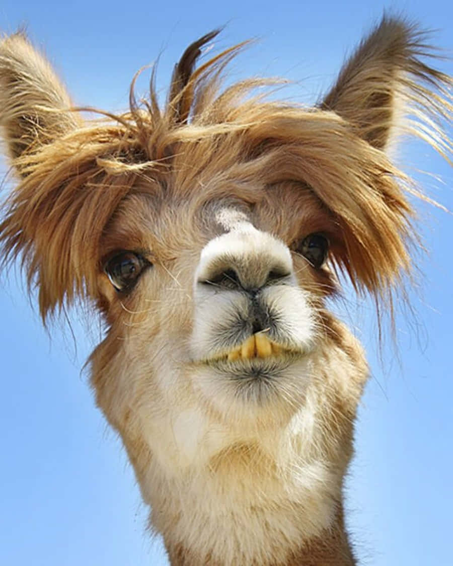 Really Funny Llama Hairstyle Picture