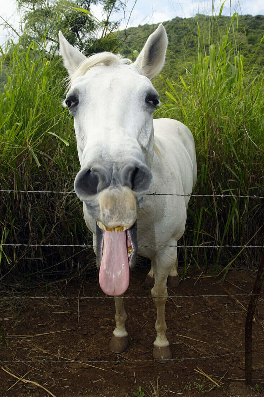 Wirklichlustiges Bild Eines Pferdes Mit Herausgestreckter Zunge