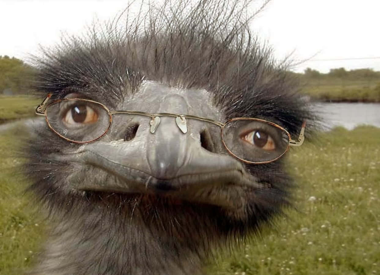Really Funny Ostrich With Glasses Picture