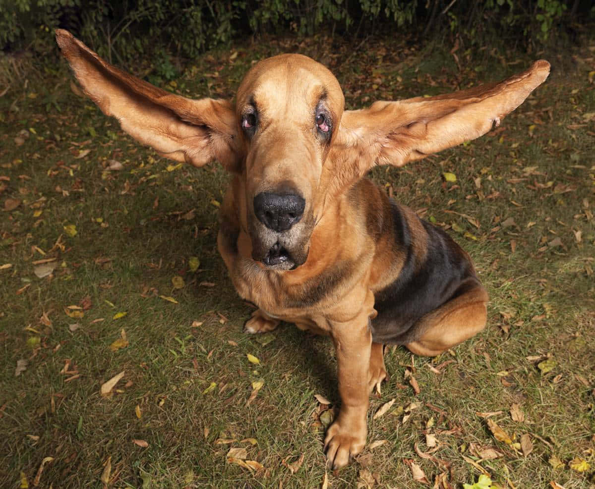 Wirklichlustiges Bild Eines Bloodhound-hundes.
