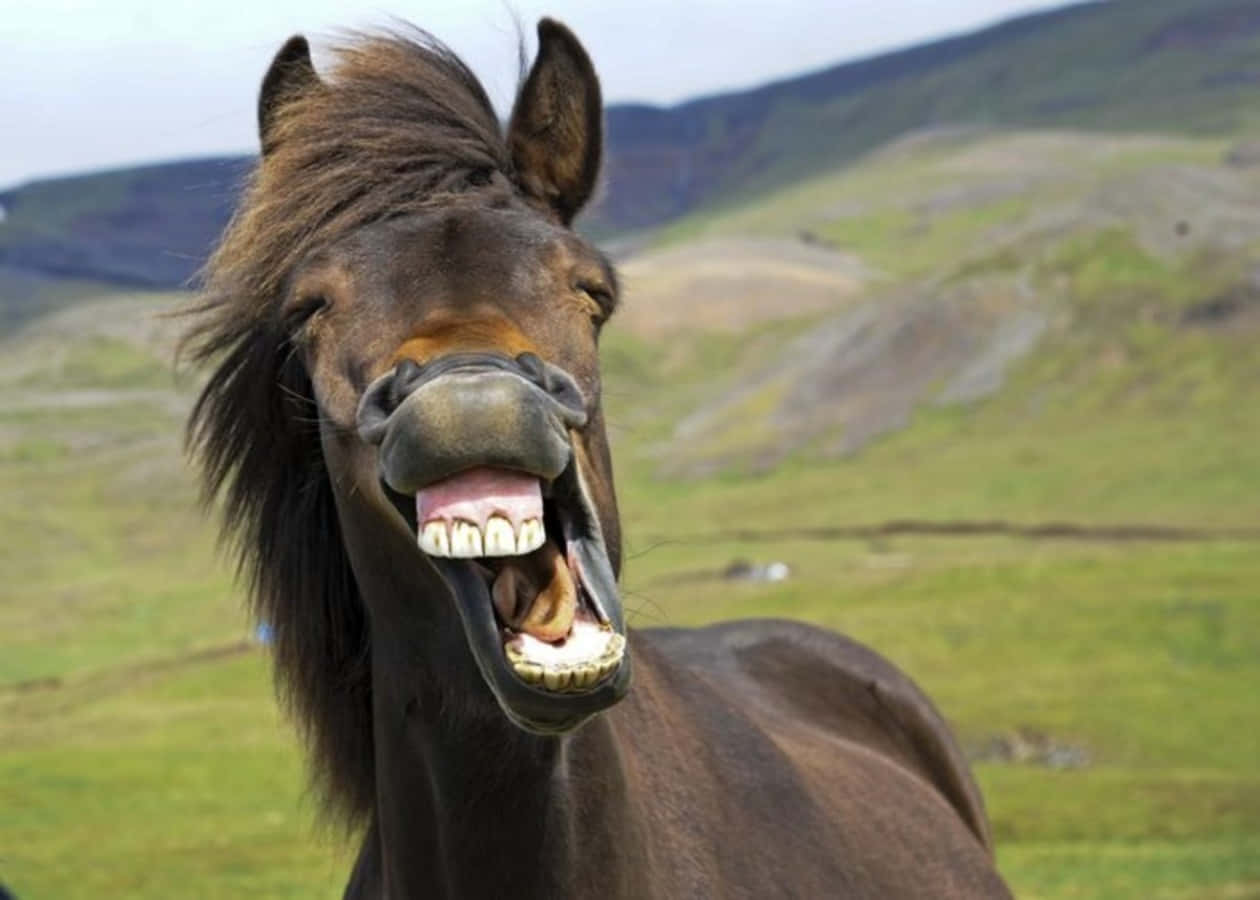 Wirklichlustiges Pferd Mit Alberner Gesichtsmine Bild