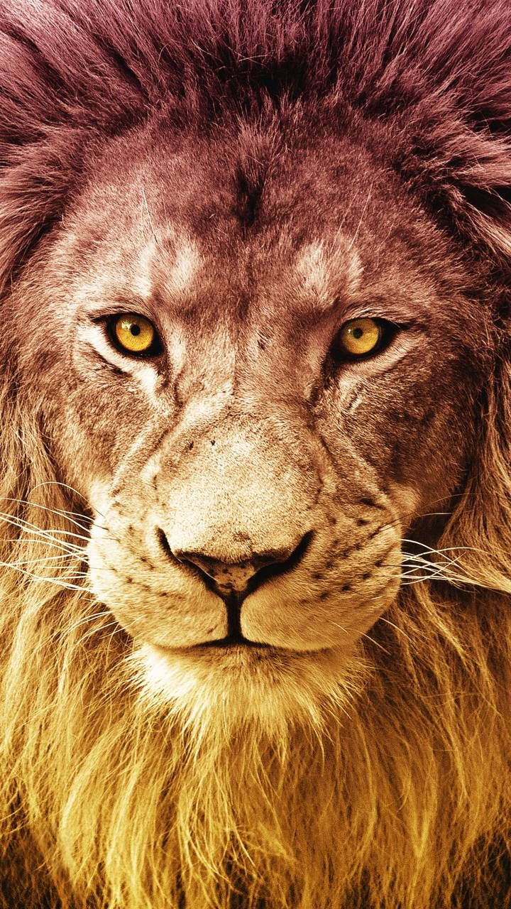 Realme 7 Pro Lion Wallpaper