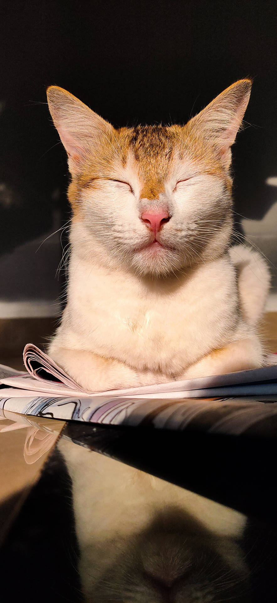 Realmeschlafende Katze Wallpaper