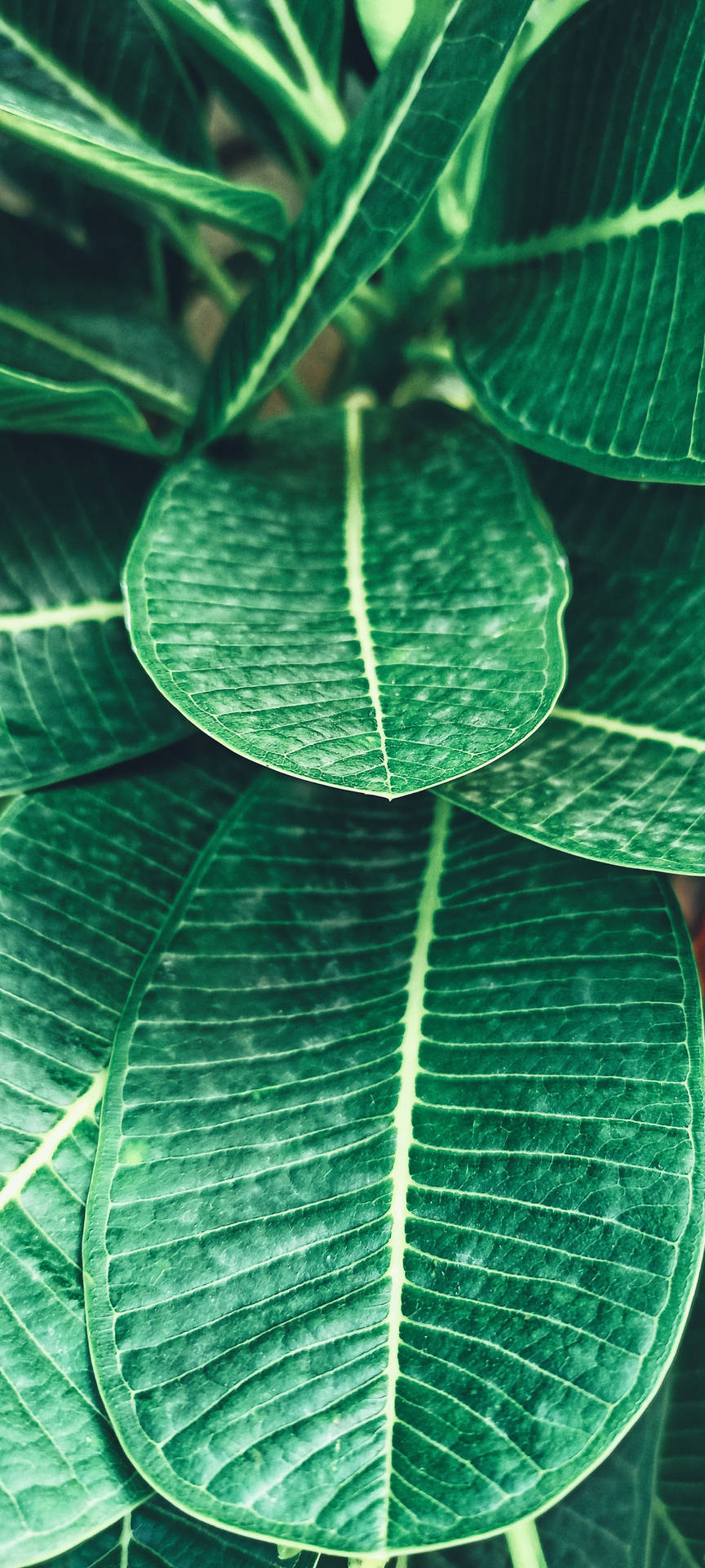 Realme Tropical Plant Wallpaper
