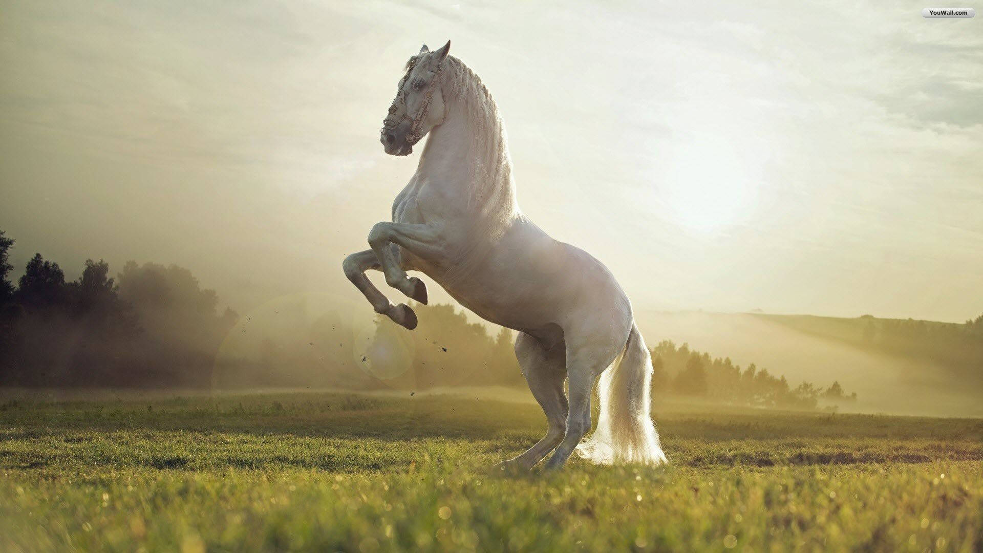 Image  Majestic White Horse Rearing Wallpaper