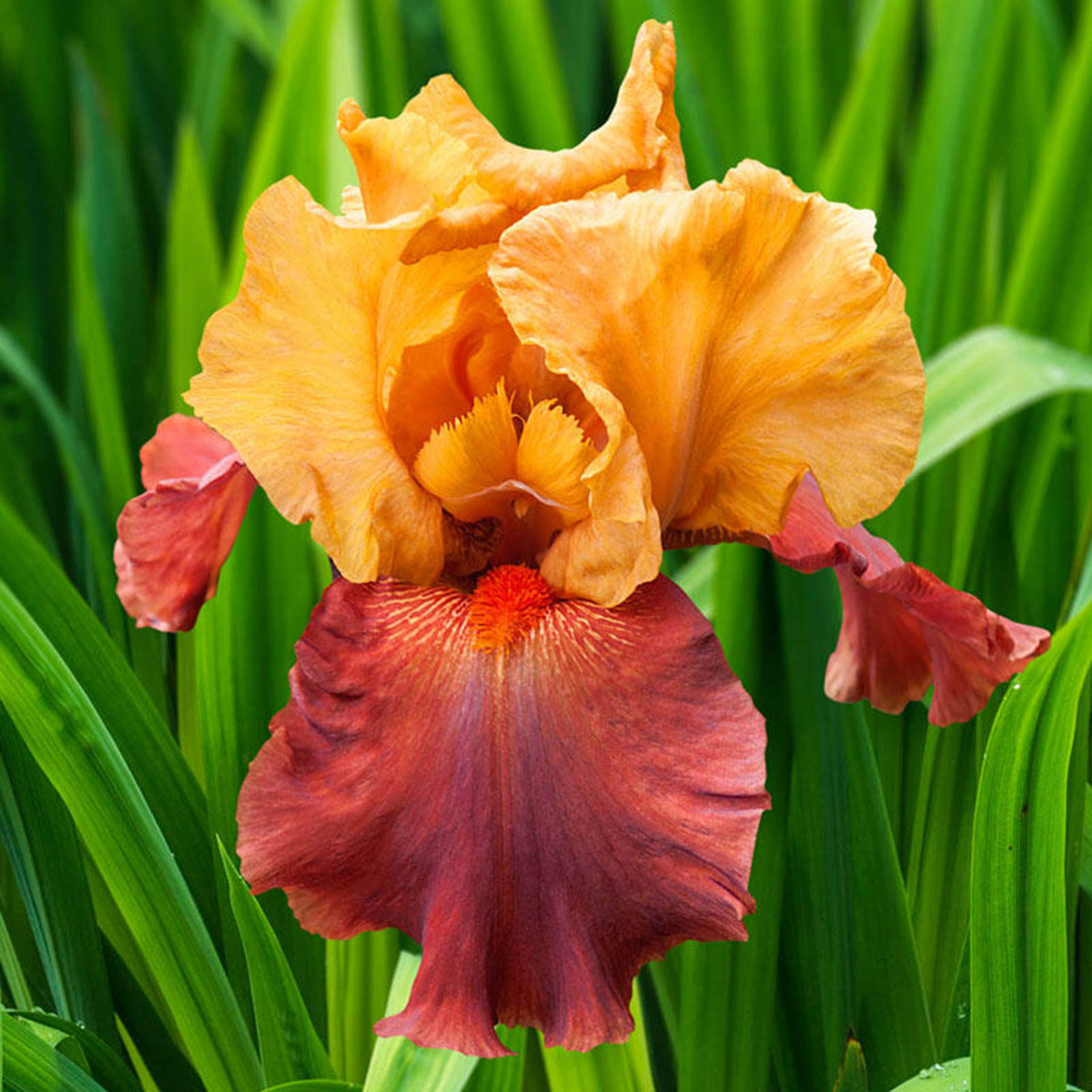 Reblooming Iris Flower