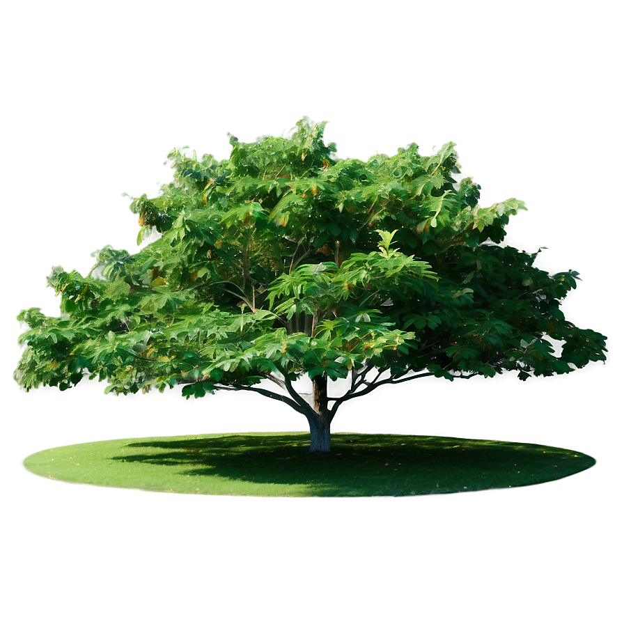 Recreational Area Trees Png 06122024 PNG