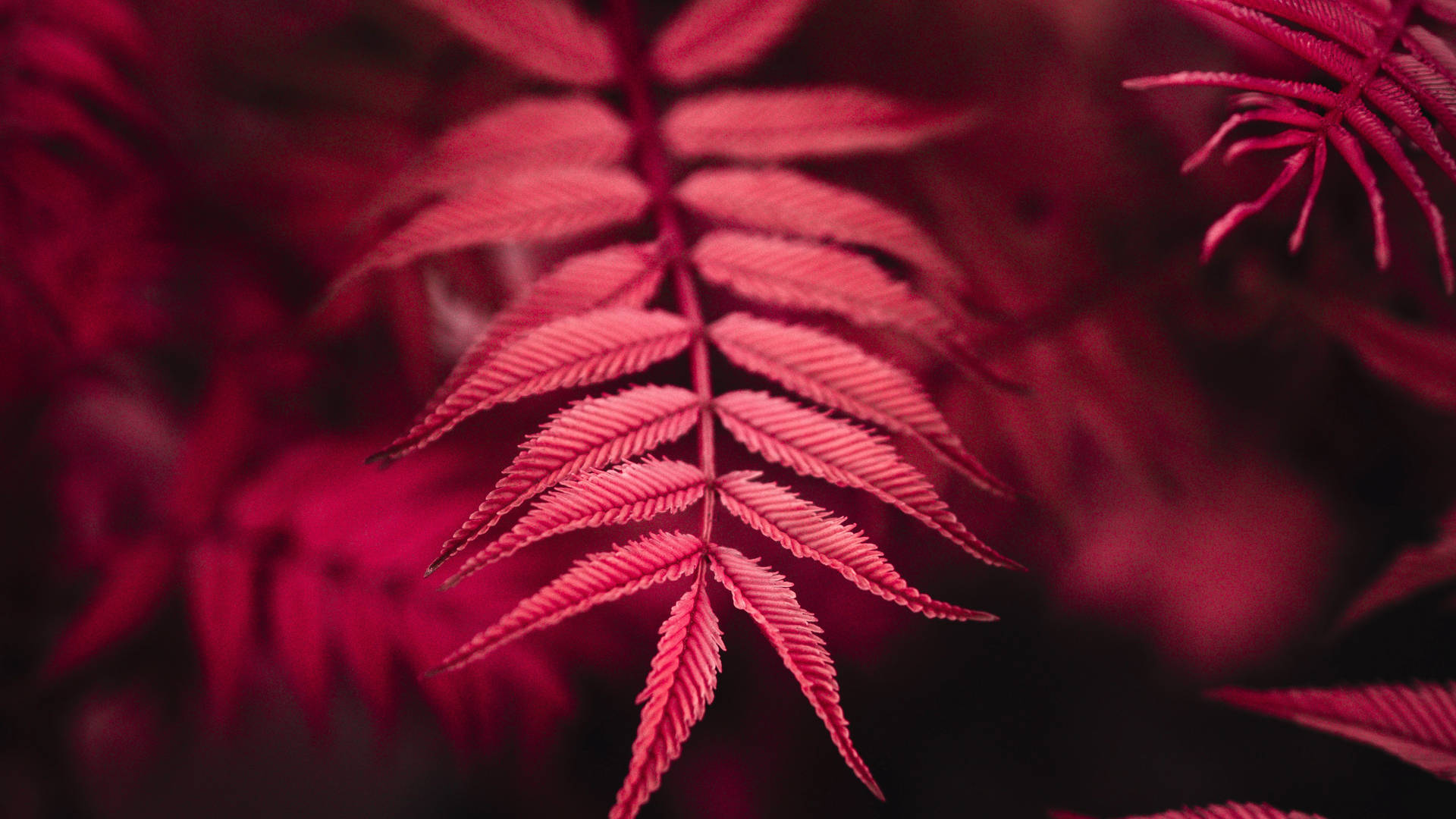 Red 4k Uhd Leaf Picture