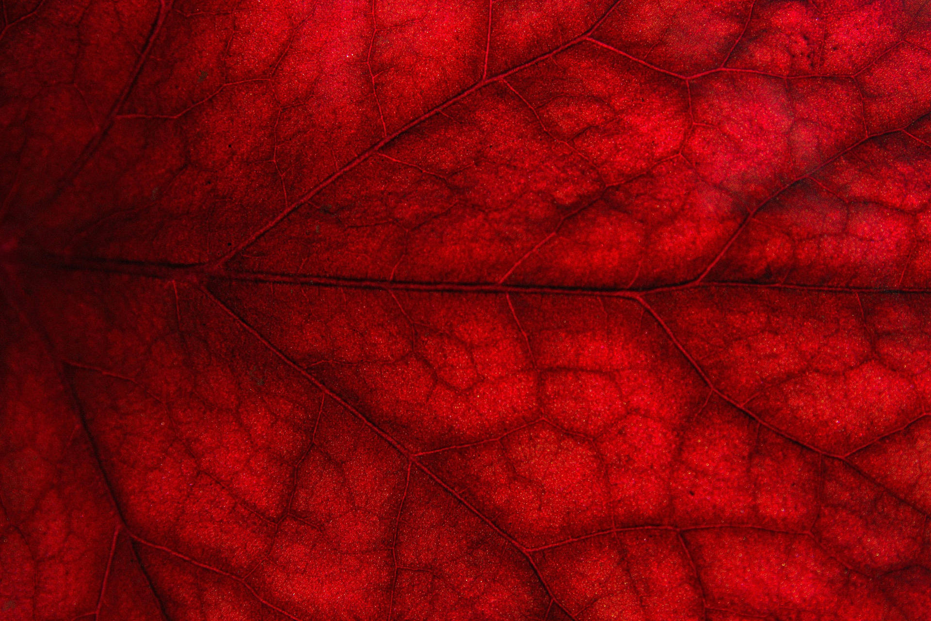 Red 4k Uhd Leaf Vein Picture