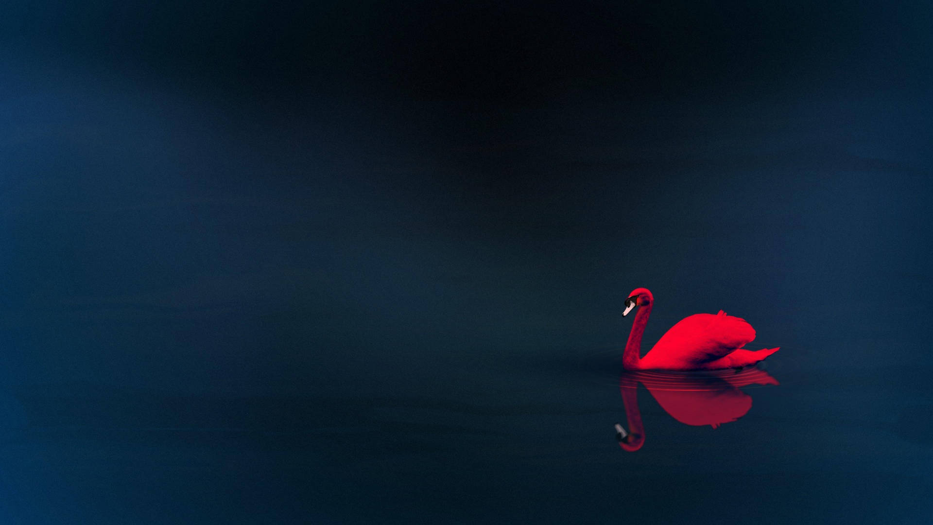 Red 4k Uhd Swan Picture