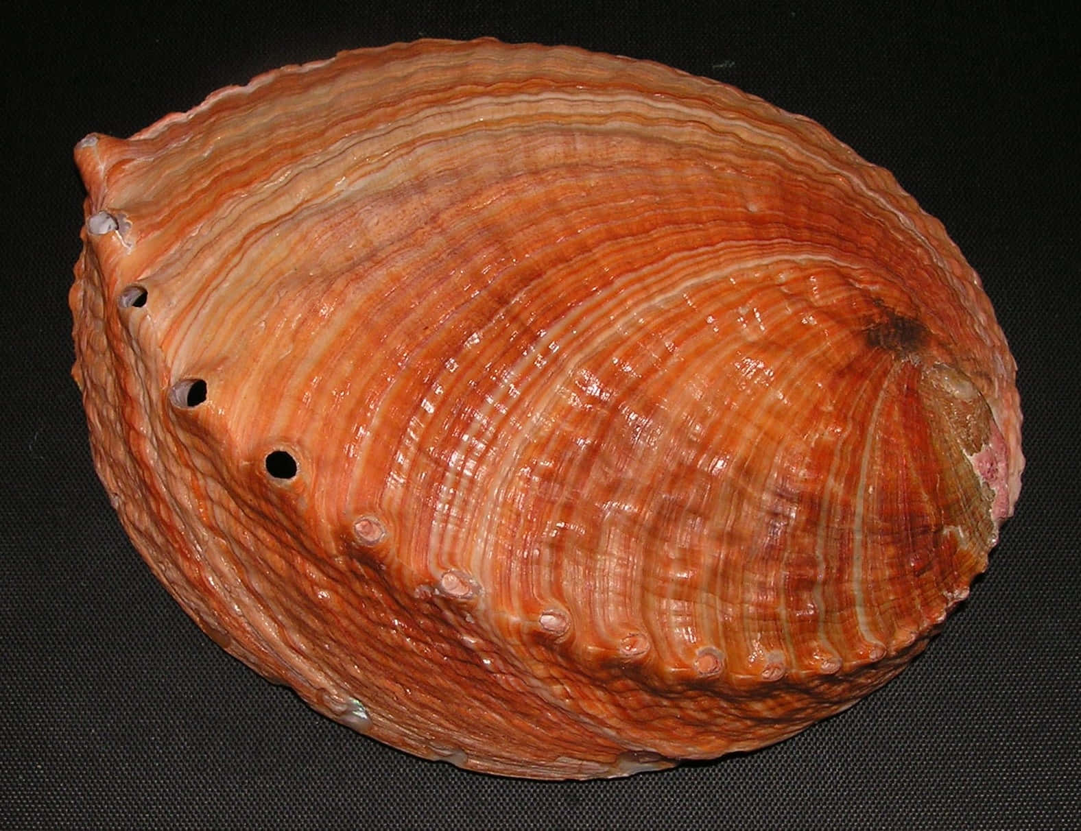 Red Abalone Shell Haliotis Wallpaper