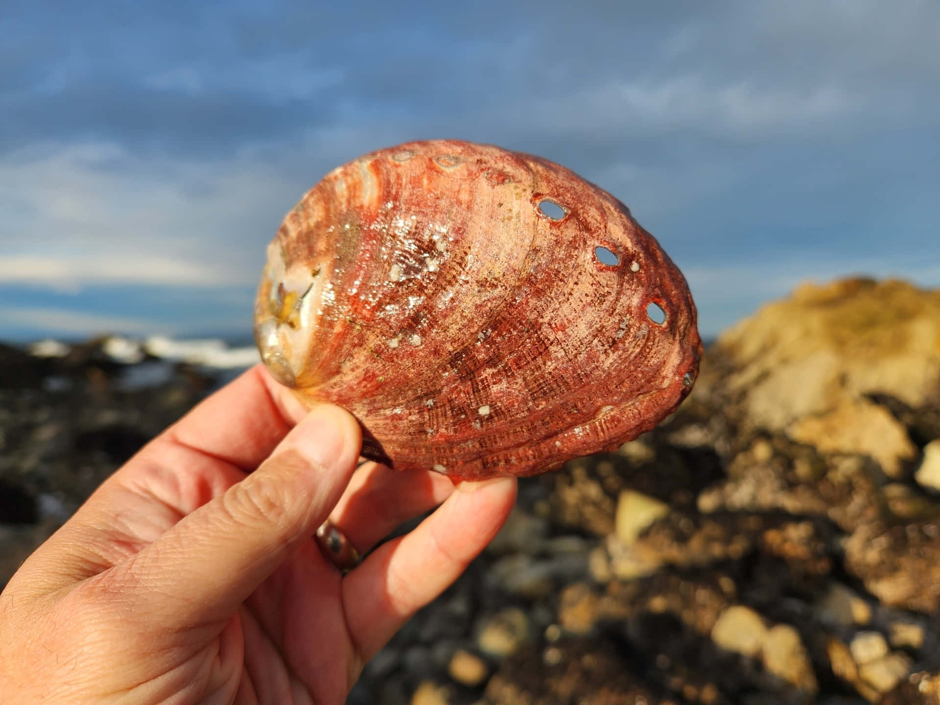 Red Abalone Shellin Hand Wallpaper