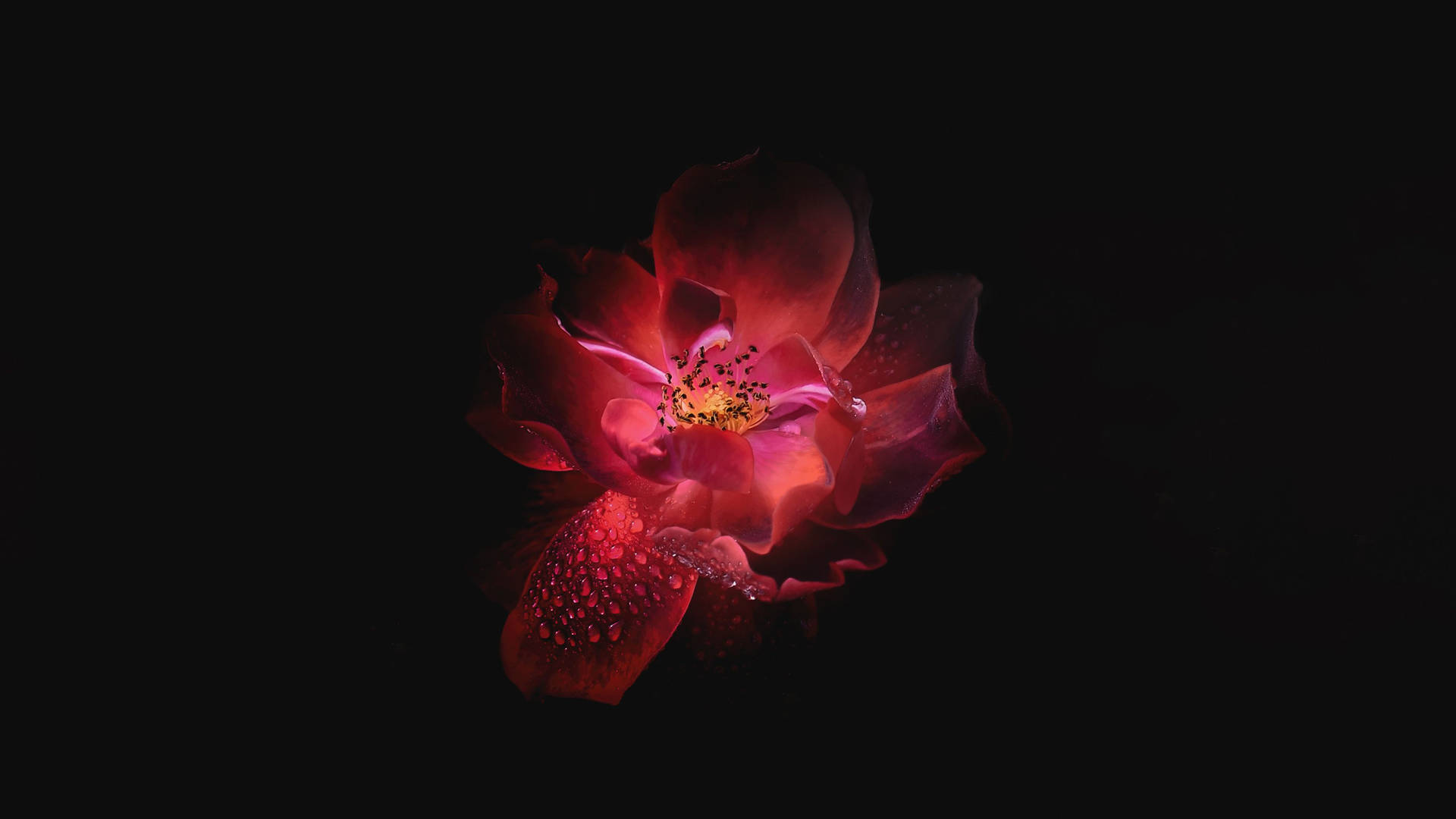 Red Abstract Dark Hd Flowers Wallpaper