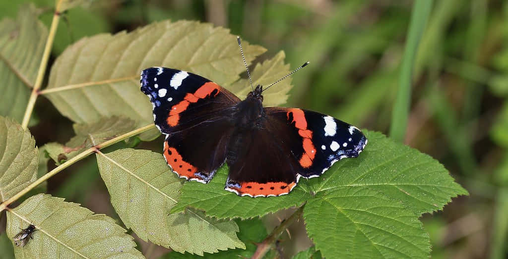 Captivating Red Admiral Butterfly on Delicate Blooms Wallpaper