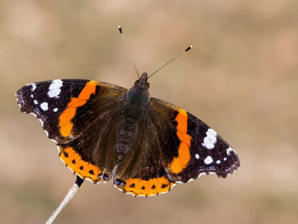 Captivating Red Admiral Butterfly in Nature Wallpaper