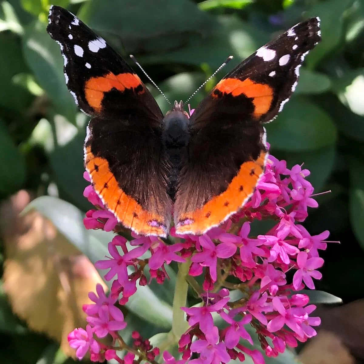 Stunning Red Admiral Butterfly Wallpaper