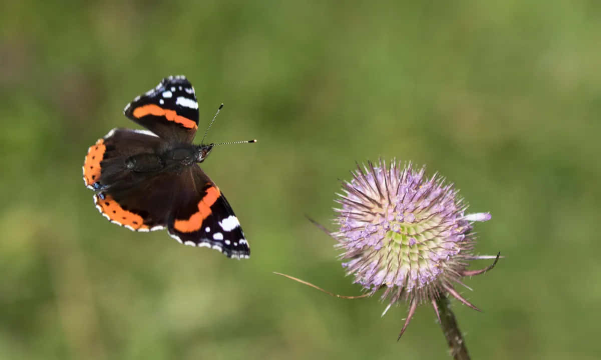 Stunning Red Admiral Butterfly on a Flower Wallpaper