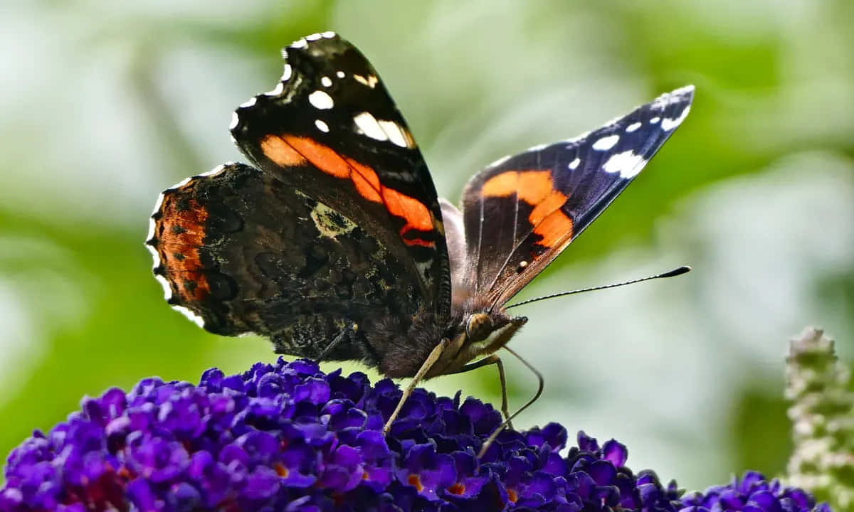 Captivating Red Admiral Butterfly in its Natural Habitat Wallpaper