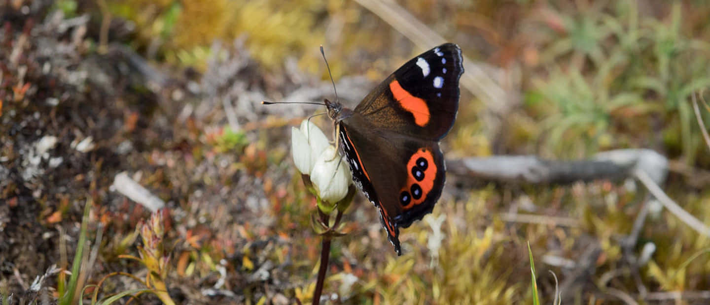 Stunning Red Admiral Butterfly on Flowers Wallpaper
