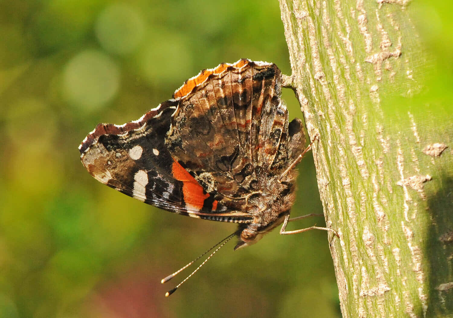 Caption: Stunning Red Admiral Butterfly Resting on a Leaf Wallpaper