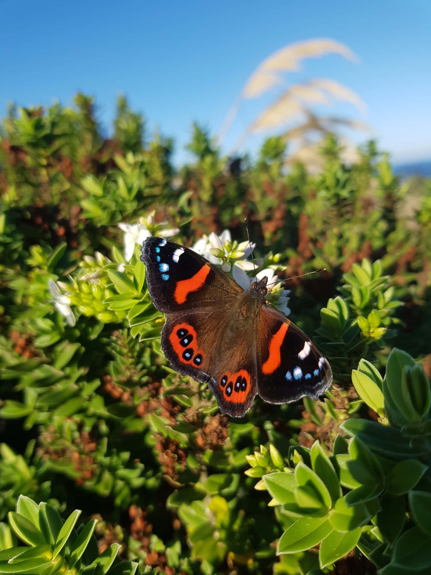 Stunning Red Admiral butterfly perched on a flower Wallpaper
