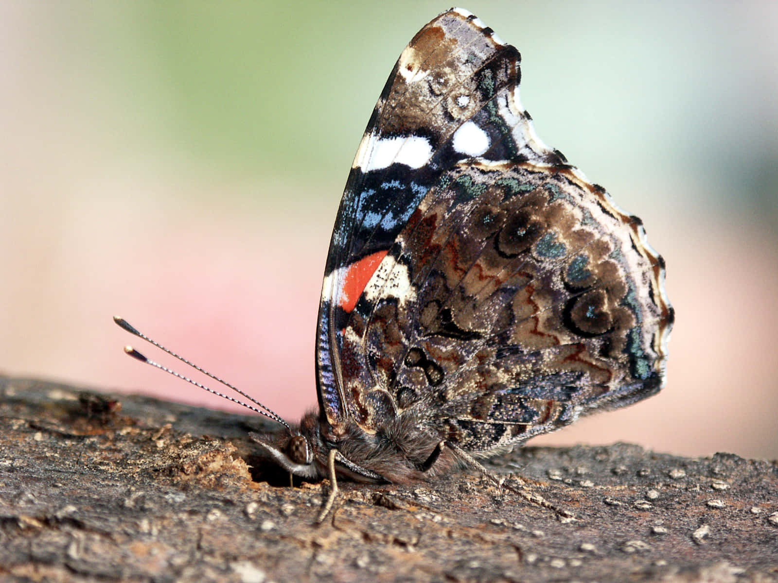Red Admiral Butterfly on a Flower Wallpaper