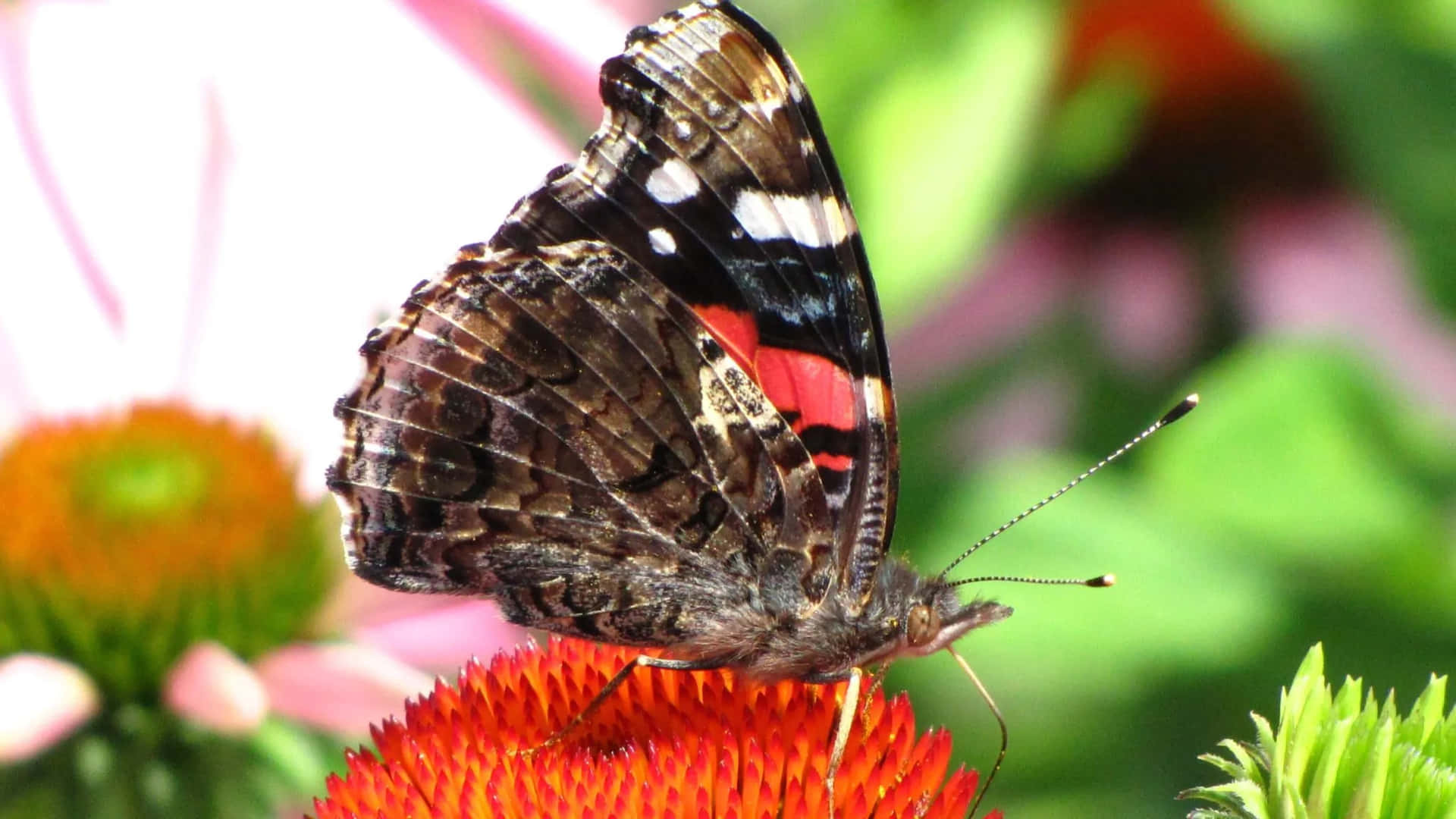 Stunning Red Admiral Butterfly in Nature Wallpaper