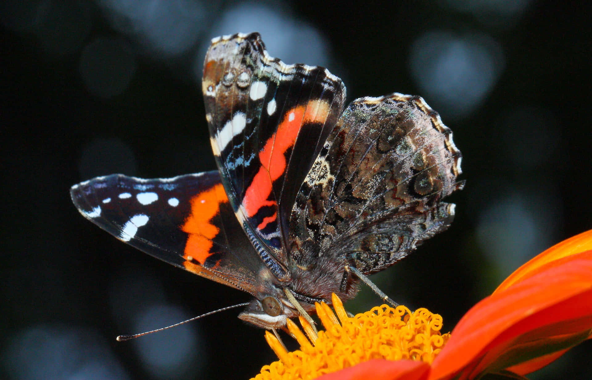 Stunning Red Admiral Butterfly Resting on a Flower Wallpaper