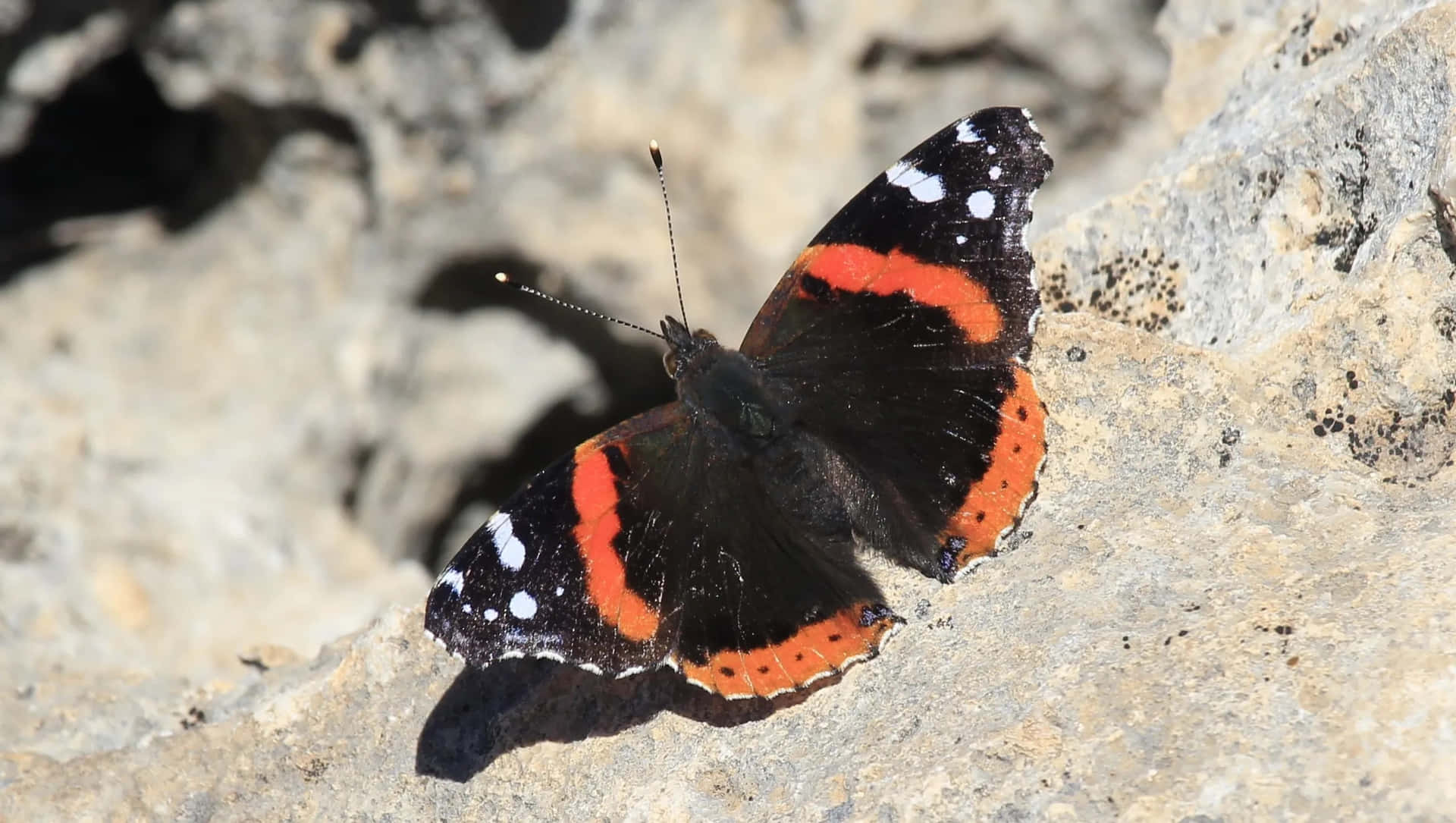 Stunning Red Admiral Butterfly Perched on a Blossoming Branch Wallpaper