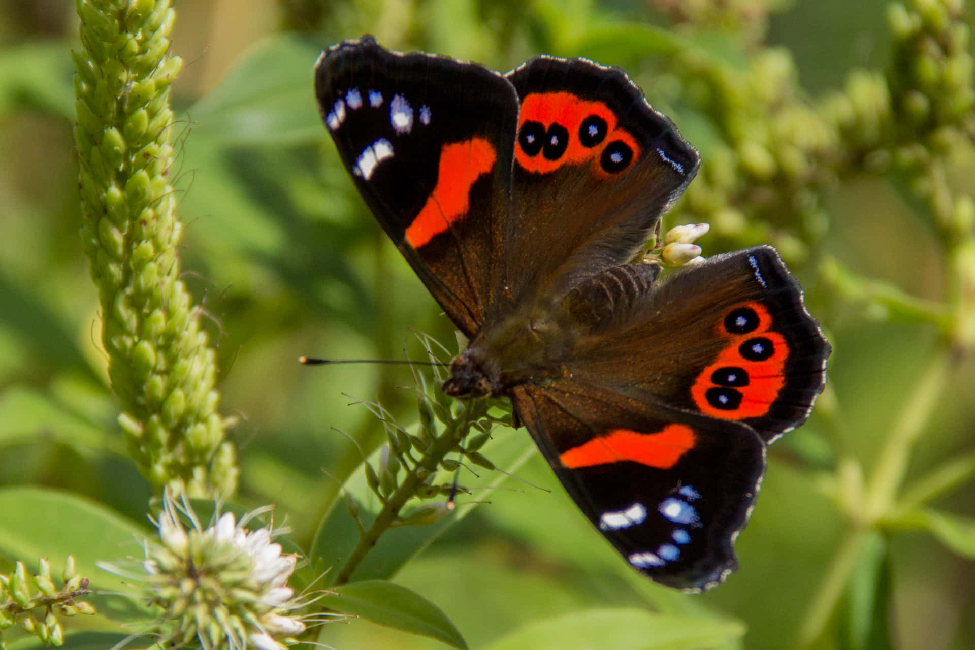 Stunning Red Admiral Butterfly Perched on a Leaf Wallpaper