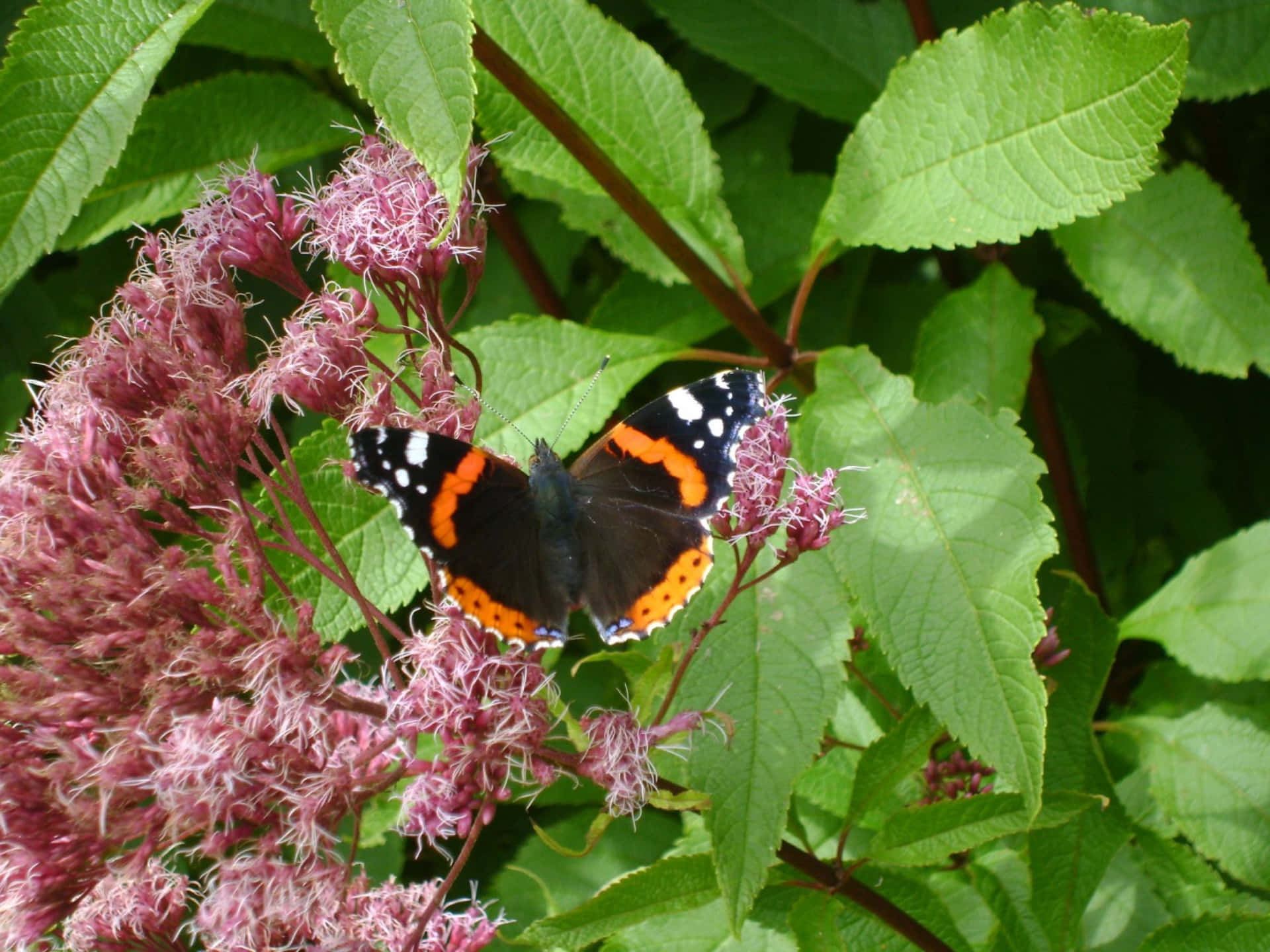 Stunning Red Admiral Butterfly in Nature Wallpaper