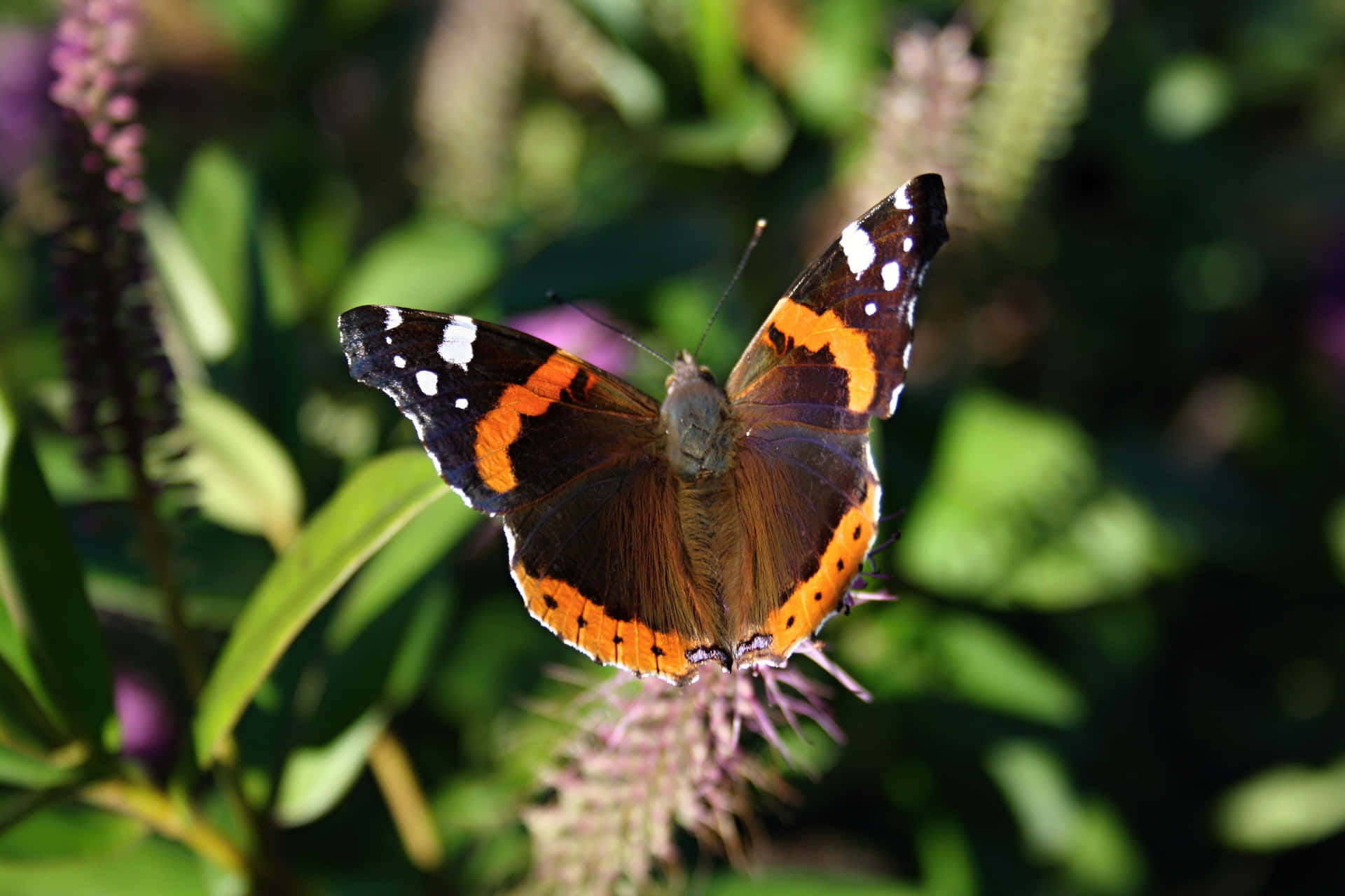 Stunning Red Admiral Butterfly Perched on a Flower Wallpaper