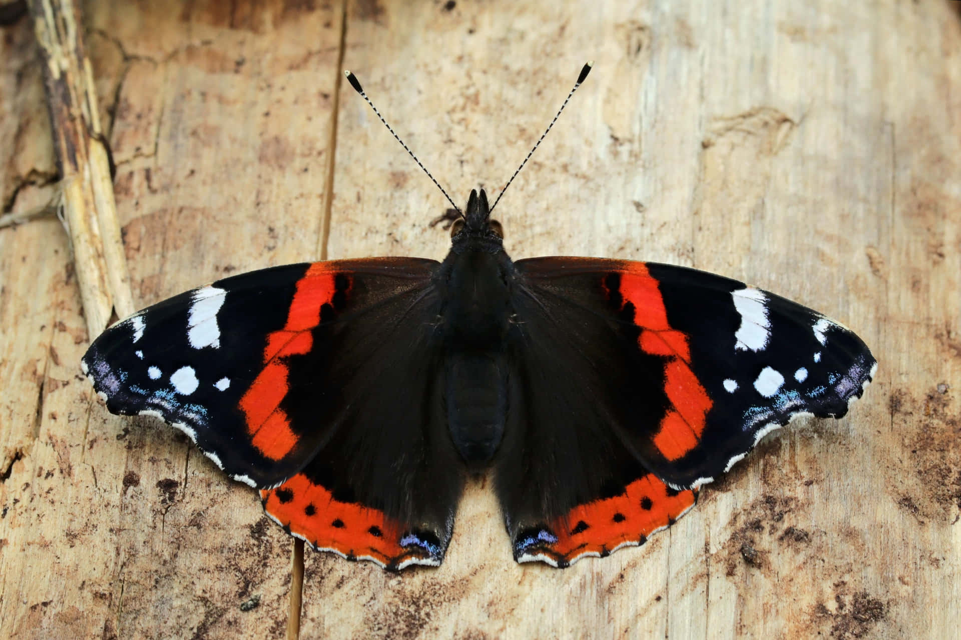 Stunning Red Admiral Butterfly Perched on a Leaf Wallpaper