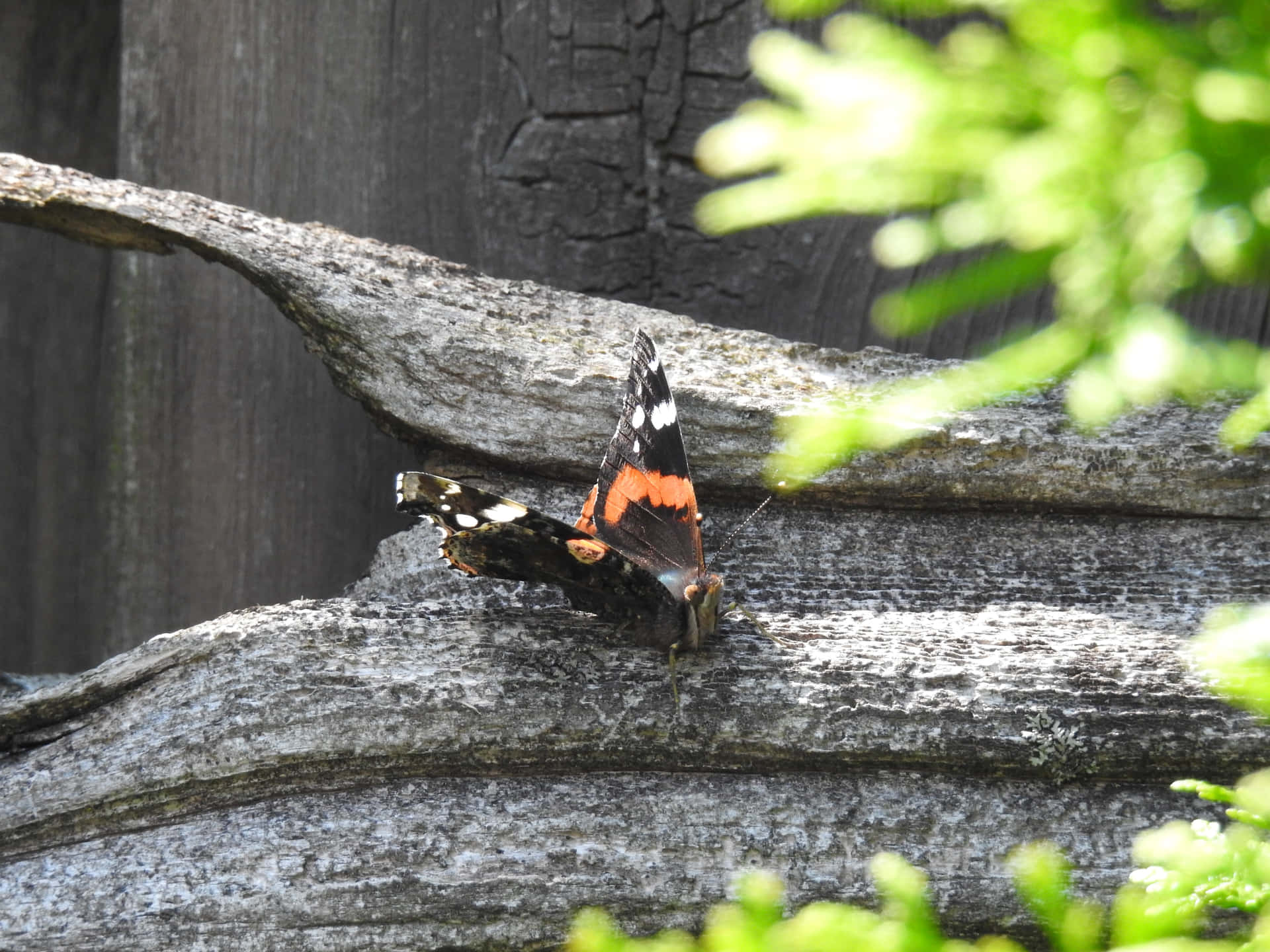 Stunning Red Admiral Butterfly Resting on a Leaf Wallpaper
