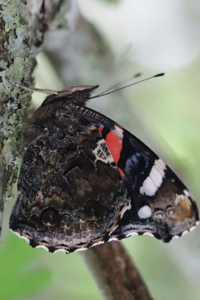 Stunning Red Admiral Butterfly perched on a leaf Wallpaper