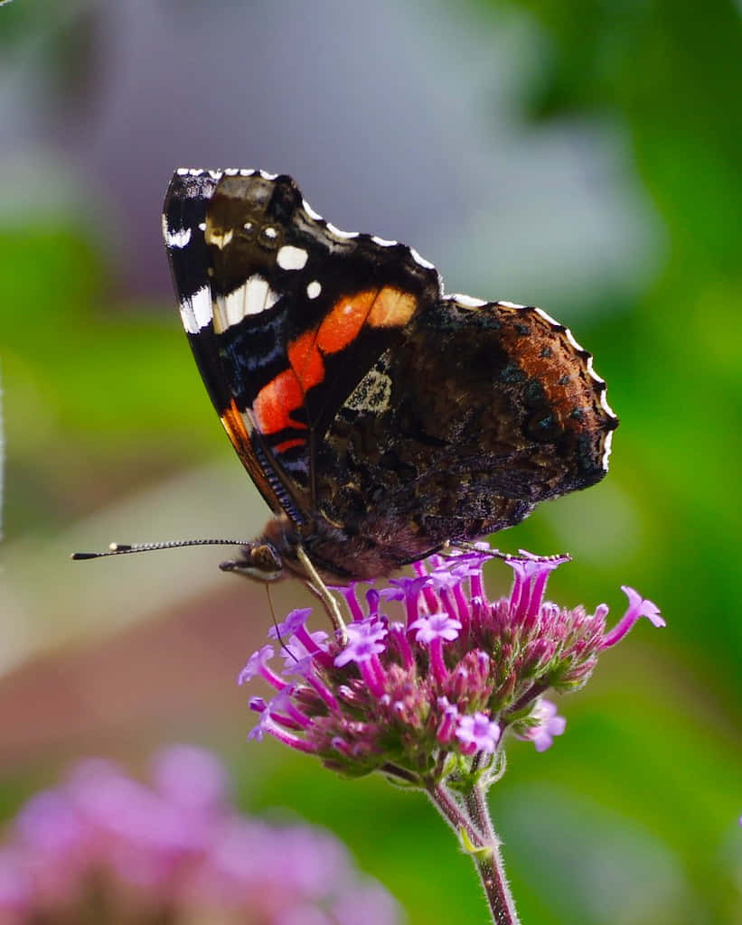 Stunning Red Admiral Butterfly Perched on a Branch Wallpaper