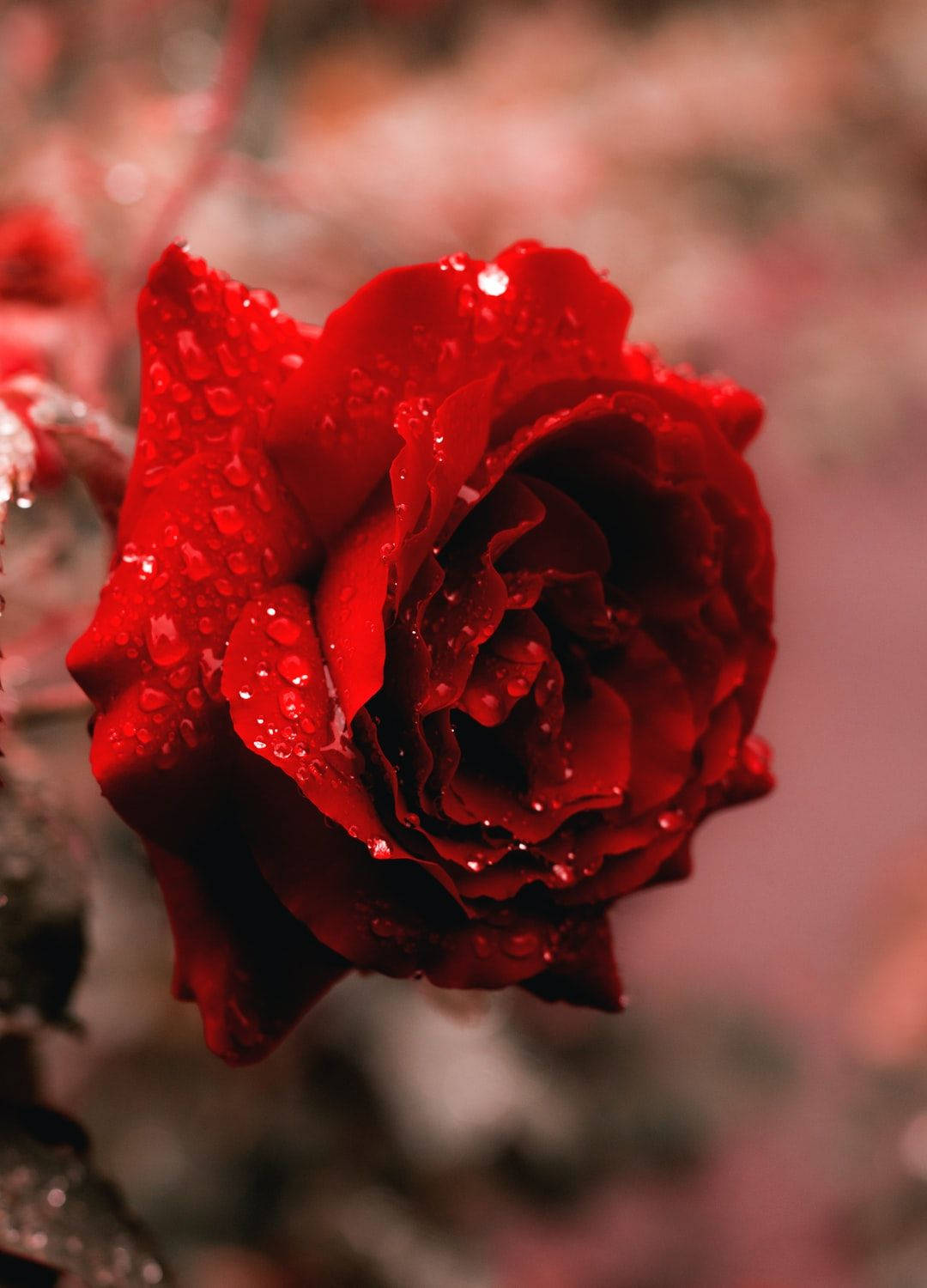 Rød æstetisk frisk smukke rose blomster Wallpaper