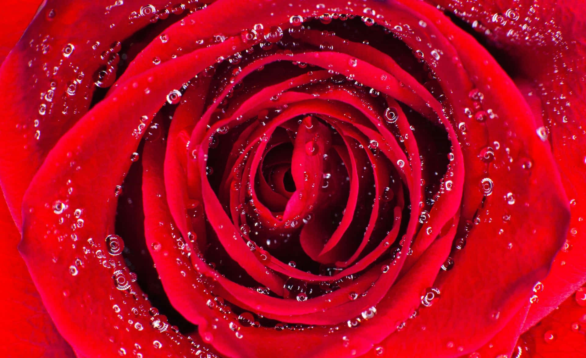 Roterästhetischer Laptop Mit Rosenblüten. Wallpaper