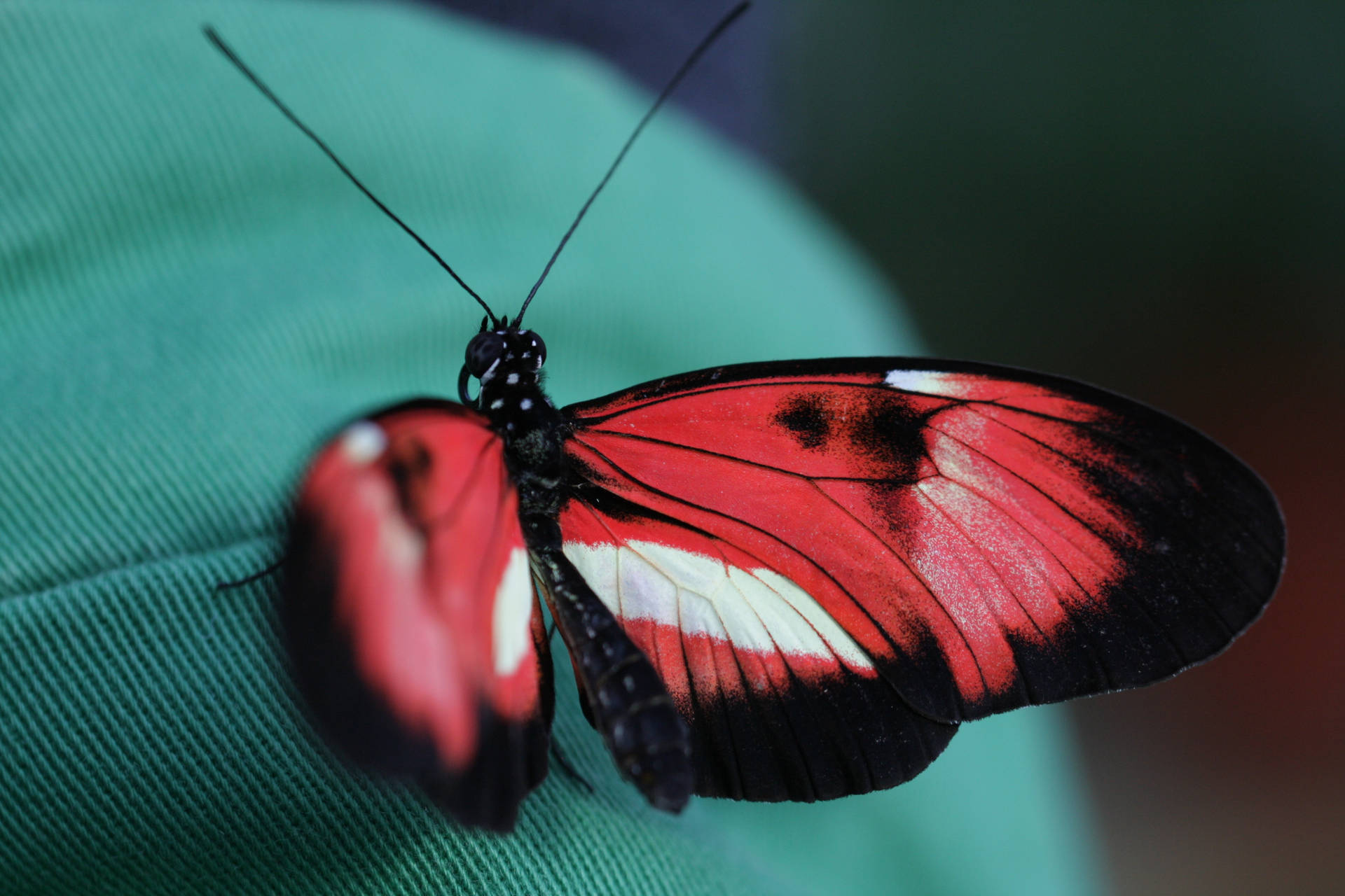 "Intricate Red and Black Butterfly" Wallpaper