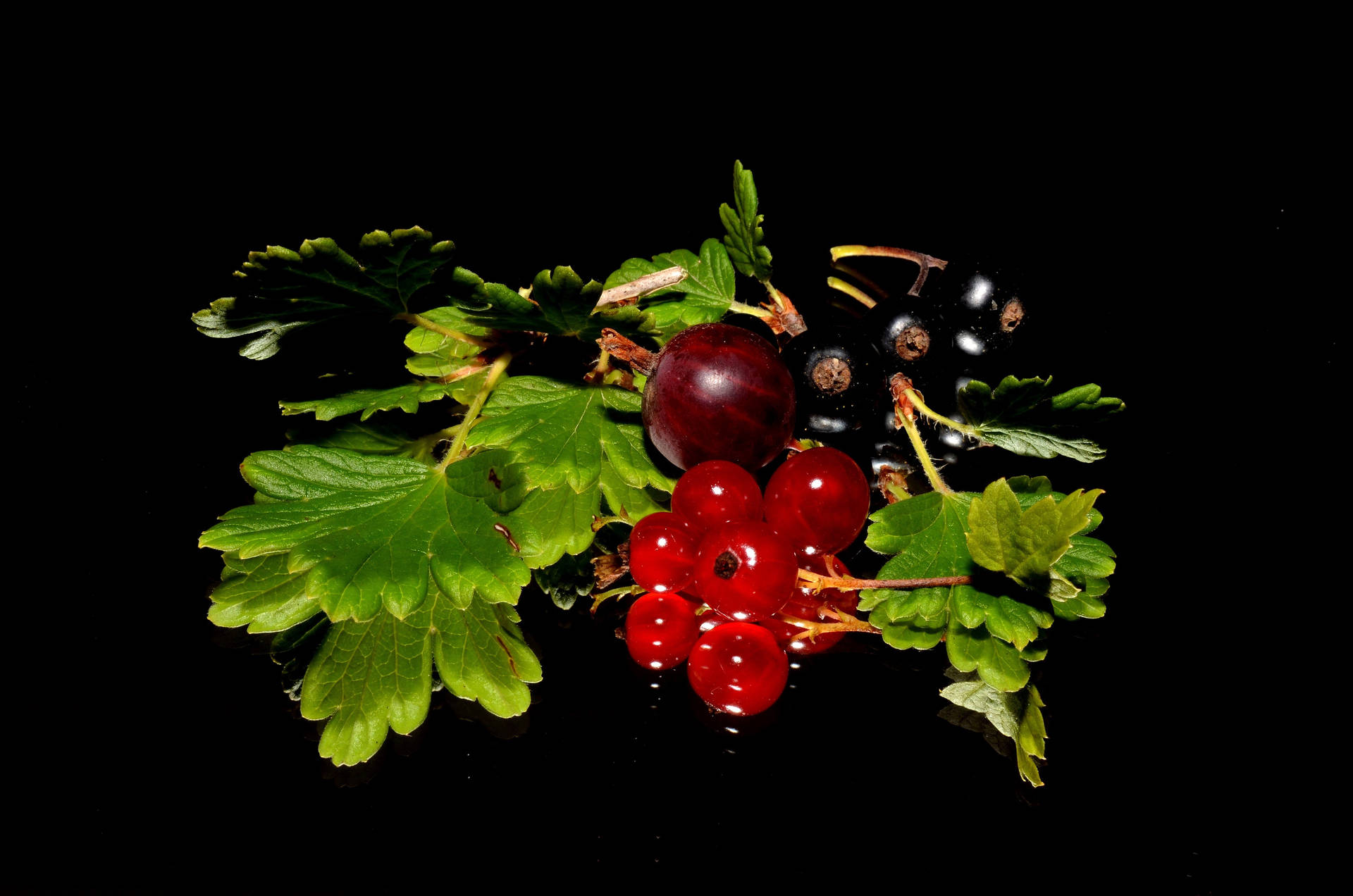 Jardínde Frutas De Grosellas Rojas Y Negras. Fondo de pantalla