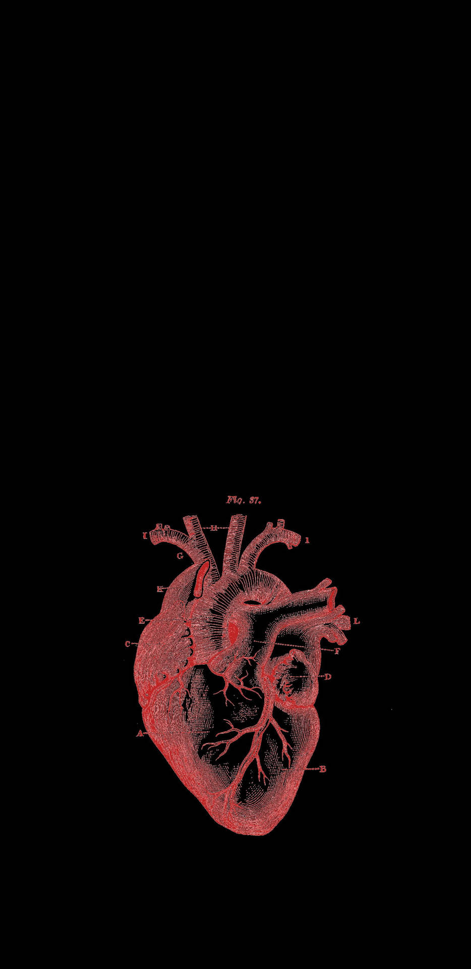 Red And Black Heart Aesthetic Anatomy Wallpaper